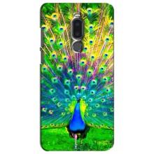 Чехол с птицами на Meizu Note 8 (VPrint) (Яркий Павлин)