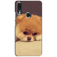 Чехол (ТПУ) Милые собачки для Meizu Note 9 – Померанский шпиц