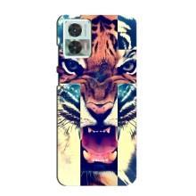 Чехлы с изображением разных животных для Motorola Edge 30 Neo (Яркий Тигр)