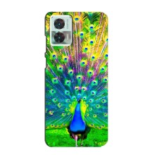 Чехол с птицами на Motorola Edge 30 Neo (VPrint) (Яркий Павлин)