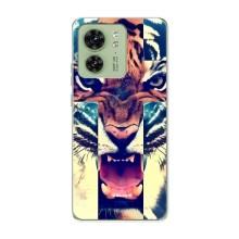 Чехлы с изображением разных животных для Motorola Edge 40 (Яркий Тигр)