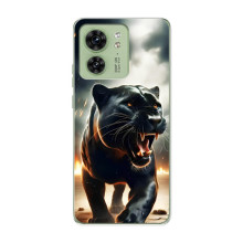 Чехол с картинкой «Хищники» для Motorola Edge 40 – Пантера