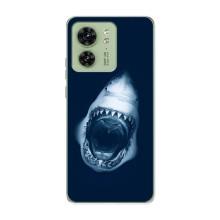 Силиконовый бампер с картинкой животных для Motorola Edge 40 (Пасть Акулы)