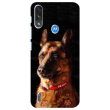 Чехлы с картинками животных Motorola E7 Power (Овчарка)