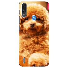 Чохли з собаками для Motorola E7 Power (VPrint) (Цуценя Бішон)