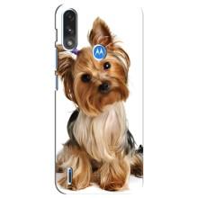 Чехол (ТПУ) Милые собачки для Motorola E7 Power – Собака Терьер