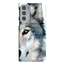 Чохли з картинкою животних Motorola Edge 20 (Вовк)