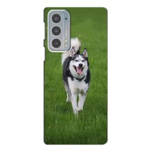 Чохол з Хаскі Motorola Edge 20 - (AlphaPrint) (Радісний Хаскі)