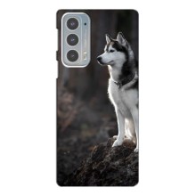 Чохол з Хаскі Motorola Edge 20 - (AlphaPrint) (Вірний собака)