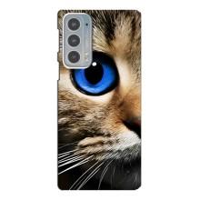 Чохли з Котиками для Motorola Edge 20 (VPrint) (Око кота)