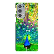 Чехол с птицами на Motorola Edge 20 (VPrint) – Яркий Павлин