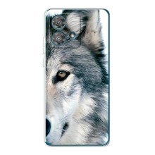 Чехлы с картинками животных Motorola Edge 40 Neo (Волк)