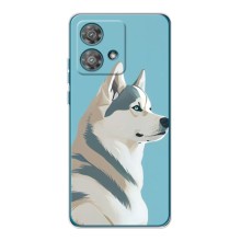 Чехол с Хаски для Motorola Edge 40 Neo - (AlphaPrint) (Хаски арт)