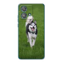 Чехол с Хаски для Motorola Edge 40 Neo - (AlphaPrint) (Радостный Хаски)