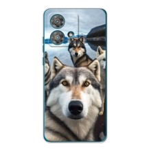 Чехол с Хаски для Motorola Edge 40 Neo - (AlphaPrint) (Селфи ХАски)