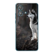 Чехол с Хаски для Motorola Edge 40 Neo - (AlphaPrint) (Верный пес)