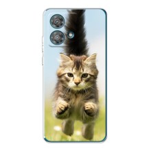 Чехлы с Котиками для Motorola Edge 40 Neo (VPrint) (Прыжок кота)