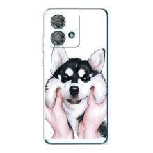 Чехлы с собаками для Motorola Edge 40 Neo (VPrint) (Довольный Хаски)