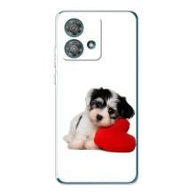 Чехлы с собаками для Motorola Edge 40 Neo (VPrint) (Песик)