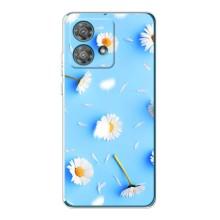 Чохол з Квітами для Motorola Edge 40 Neo (ромашки на блакитному)
