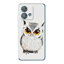 Чехол с птицами на Motorola Edge 40 Neo (VPrint) (Милая Сова)