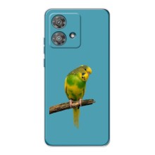 Силіконовий бампер з птичкою на Motorola Edge 40 Neo – Попугайчик