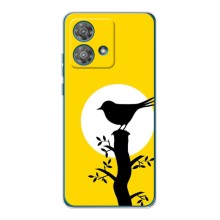 Силиконовый чехол с птичкой на Motorola Edge 40 Neo – Птичка