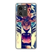 Чохли з зображенням різних тварин на Motorola Edge 40 Pro (Яскравий Тигр)