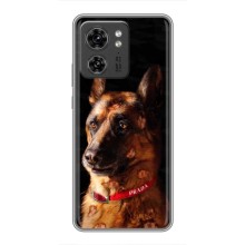 Чехлы с картинками животных Motorola Edge 40 Pro (Овчарка)