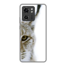 Чехлы с картинками животных Motorola Edge 40 Pro (Рысь)