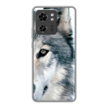 Чехлы с картинками животных Motorola Edge 40 Pro (Волк)