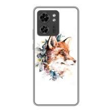 Чехлы с картинкой Лисички для Motorola Edge 40 Pro (VPrint) (Лисичка в цветочках)