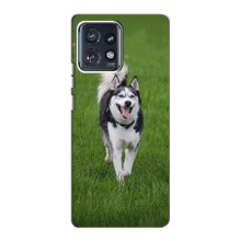 Чехол с Хаски для Motorola Edge 40 Pro - (AlphaPrint) (Радостный Хаски)