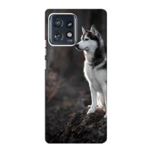 Чехол с Хаски для Motorola Edge 40 Pro - (AlphaPrint) (Верный пес)