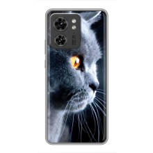 Чехлы с Котиками для Motorola Edge 40 Pro (VPrint) (Серый Кот)