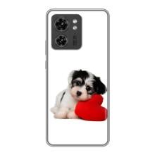 Чехлы с собаками для Motorola Edge 40 Pro (VPrint) (Песик)