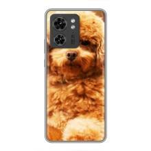 Чехлы с собаками для Motorola Edge 40 Pro (VPrint) (Щенок Бишон)
