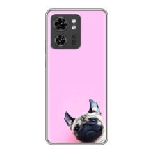Чехлы с собаками для Motorola Edge 40 Pro (VPrint) (Смешная собака)