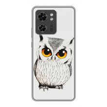 Чехол с птицами на Motorola Edge 40 Pro (VPrint) (Милая Сова)