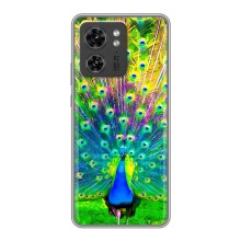Чехол с птицами на Motorola Edge 40 Pro (VPrint) (Яркий Павлин)