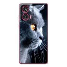 Чохли з Котиками для Motorola Edge 50 Fusion (VPrint) (Сірий Кіт)