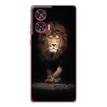 Чохол з картинкою ЛЕВ для Motorola Edge 50 Fusion (VPrint) (Лев)