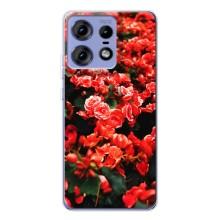 Чехлы с Цветами для Motorola Edge 50 Pro (VPrint) (Цветы красные)