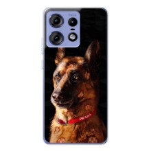 Чехлы с картинками животных Motorola Edge 50 Pro (Овчарка)