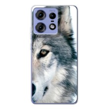 Чехлы с картинками животных Motorola Edge 50 Pro (Волк)