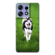 Чехол с Хаски для Motorola Edge 50 Pro - (AlphaPrint) (Радостный Хаски)