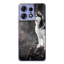 Чехол с Хаски для Motorola Edge 50 Pro - (AlphaPrint) (Верный пес)