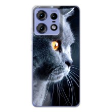 Чехлы с Котиками для Motorola Edge 50 Pro (VPrint) (Серый Кот)