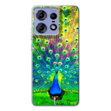 Чехол с птицами на Motorola Edge 50 Pro (VPrint) (Яркий Павлин)