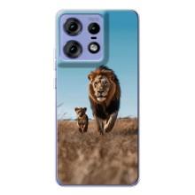 Чехол Король лев на Мото Ейдж 50 Про – Мусафа и Симба